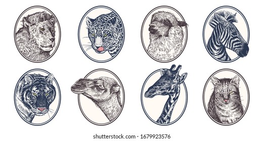 Portraits of animals in frame. Set of icons. African mammals zebra, giraffe, llama, camel, lion, tiger, leopard and cat close-up. Vector illustration, sketch. Hand drawing. Vintage.