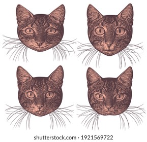 Portraits of cats. Design set. Art detailed editable illustration. Vector vintage engraving. Isolated on white background. 8 EPS