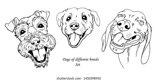 portraits of dogs of different breeds, black and white graphic vector illustration