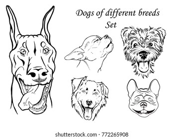 portraits of dogs of different breeds, black and white graphic vector illustration