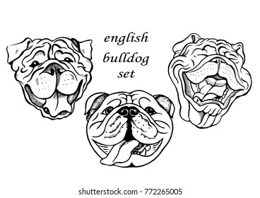 portraits of english bulldog dogs, black and white graphic vector illustration