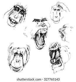 portraits of monkey, new year 2016
