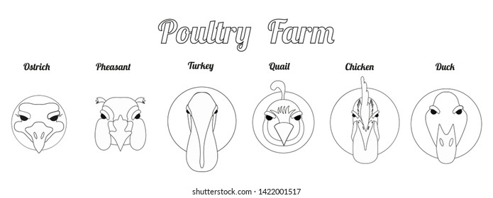 Portraits of a rooster, turkey, ostrich, duck, pheasant, quail head line black vector illustration on white. Monochrome drawing.Vector image of poultry farm as a design element for logo, icon.