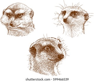 portraits of three mongooses