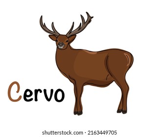 
Portuguese alphabet with a picture of a deer. Translation from Portuguese: deer. Vector doodle hand drawn illustration