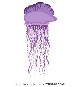 Portuguese man o' war vector illustration isolated on white background. Dangerous Physalia physalis.