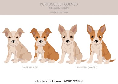 Portuguese Podengo Medio puppy clipart. Different poses, coat colors set.  Vector illustration