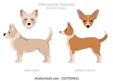 Portuguese Podengo Pequeno Clipart Different Poses Stock Vector 