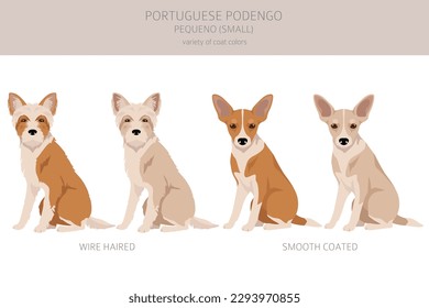 Portuguese Podengo Pequeno clipart. Different poses, coat colors set.  Vector illustration