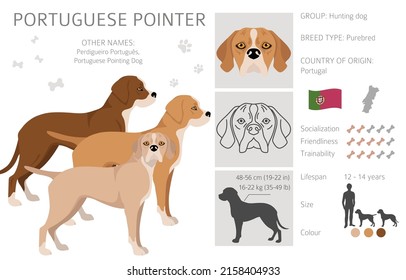 Portuguese Pointer clipart. Different poses, coat colors set.  Vector illustration