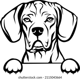 Portuguese Pointer Vector Portuguese Peeking Dog Black And White Silhouette 