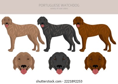 Portuguese Watchdog clipart. All coat colors set.  All dog breeds characteristics infographic. Vector illustration