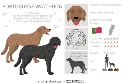 Portuguese Watchdog clipart. All coat colors set.  All dog breeds characteristics infographic. Vector illustration