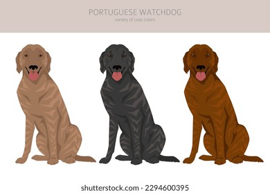 Portuguese Watchdog clipart. All coat colors set.  All dog breeds characteristics infographic. Vector illustration