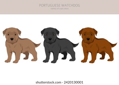 Portuguese Watchdog puppies clipart. All coat colors set.  All dog breeds characteristics infographic. Vector illustration