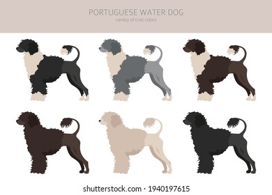 Portuguese water dog clipart. Different poses, coat colors set.  Vector illustration