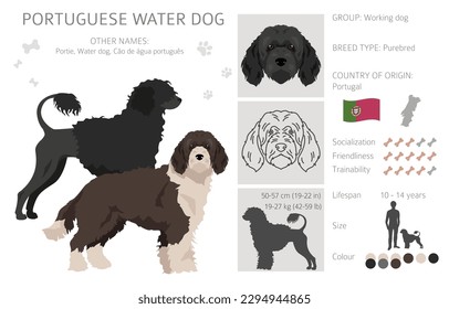 Portuguese water dog clipart. Different poses, coat colors set.  Vector illustration