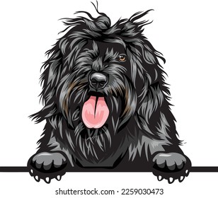 Portuguese Water Dog Color Peeking Dogs. Color image of a dogs head isolated on a white background. Dog portrait, Vector illustration