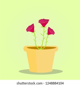 portulaca flower in the pot