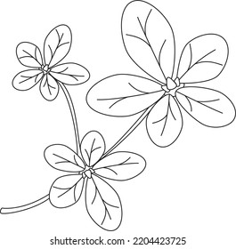 Portulaca oleracea purslane leaf vector icon black and white
