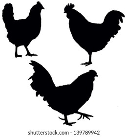 Posing roosters and hen, set of the vector silhouettes