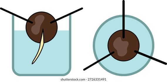 Posición de la semilla de aguacate para la germinación en agua