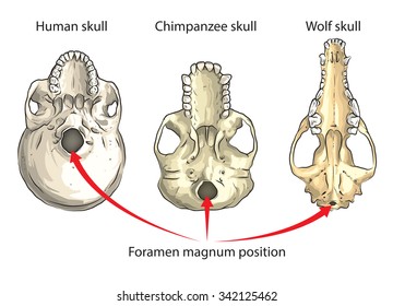 Position of a large opening in the base of the skull