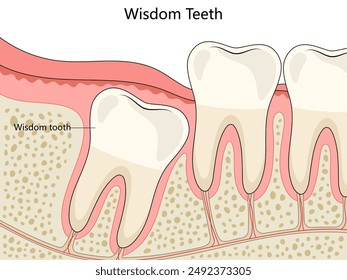 posición y estructura de las muelas del juicio en el diagrama de estructura de la mandíbula humana dibujado a mano Ilustración vectorial esquemática. Ilustración educativa de ciencias médicas