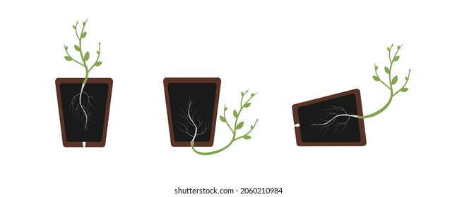 Positive and negative geotropism (gravitropism, gravity). Plant in the pot.