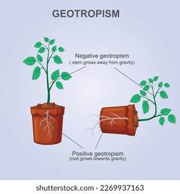 Geotropismo positivo y negativo (gravitropismo, gravedad).El crecimiento diferencial vegetal en respuesta a la gravedad.