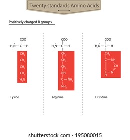 Positively charged R groups.