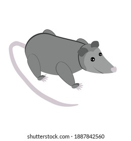 Possum, cute gray marsupial in flat style, wild animal with long tail vector illustration