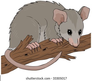 Possum hanging on a tree branch vector illustration