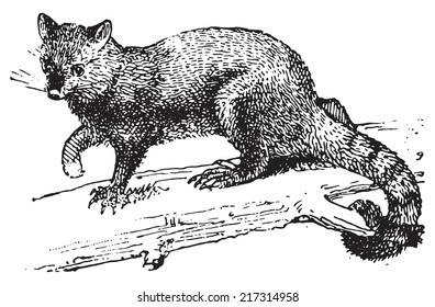 Possum, vintage engraved illustration. Dictionary of words and things - Larive and Fleury - 1895.