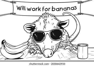 Possum wearing sunglasses offering work for banana