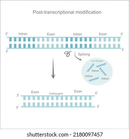 The Post- transcription modification process that picture represent step of intron (non-coding region) removing from pre-mature mRNA