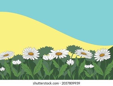 
postcard chamomile field sky for congratulations