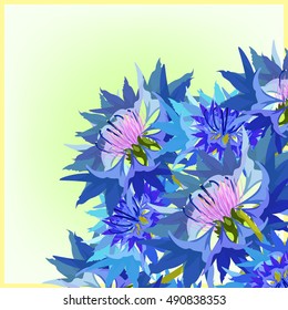 postcard cornflower of wild flowers vector illustration
