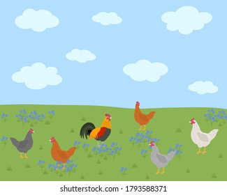 Postcard cute hens and rooster walk in the field. Landscape flowers grass clouds vector illustration