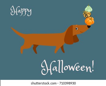 Postcard Happy Halloween with a Dachshund holding on the nose colored pumpkins. Vector