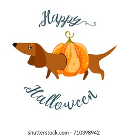 Postcard Happy Halloween with a Dachshund in a pumpkin costume. Vector