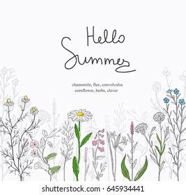 Postcard of a herbs and wild flowers.