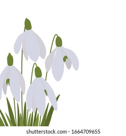 
Postcard spring vector snowdrops botanical illustration