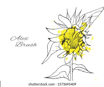 Postcard sunflower on white background. Hand-drawn. Vector graphics.