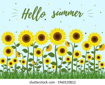 Postcard with sunflowers and green leaves, grass. Hello summer. Vector illustration