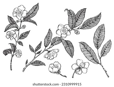 The postcard with a tea tree branch, leaves and flowers, black lines isolated on white background. Hand drawn graphic image. Vector. Cameo Chinese. Separate elements for your design.