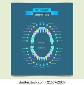 Poster 32 permanent adult teeth. Adult human mouth with tooth numbering chart.Teeth are classified as incisors, canines, premolars and molars.