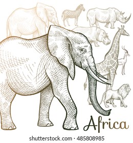 Poster African animals. Vector illustration for book covers, brochures, text, signage, visual aid for children. Drawing on white background. Elephant, lion, giraffe, rhino, hippo, zebra, antelope.