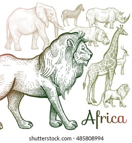 Poster African animals. Vector illustration for book covers, brochures, text, signage, visual aid for children. Drawing on white background. Elephant, lion, giraffe, rhino, hippo, zebra, antelope.