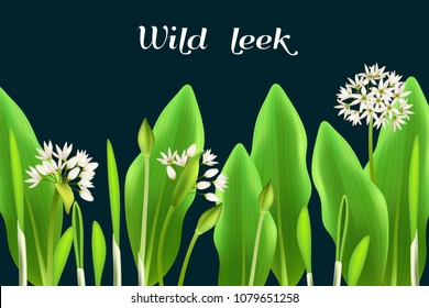 Poster allium tricoccum, ramp, spring onion, ramson, wild leek and  garlic. Vector illustration.